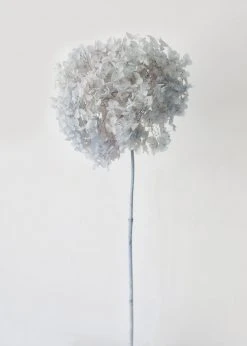 Afloral Dried Flowers Light Blue Preserved Full Bloomed Hydrangea - 22-24"