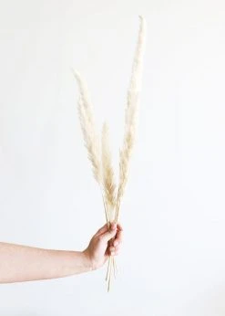 Afloral Bundle Of 6 Smooth Tan Pampas Grass - 25-30"