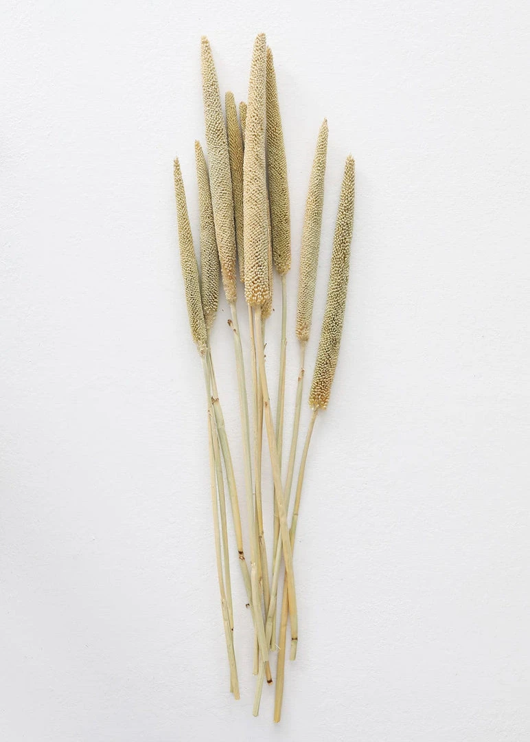 Afloral Dried Pearl Millet Grass - 24-28"