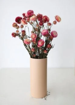 Afloral Dried Pink Helichrysum Everlasting Daisies - 15-22