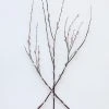 Afloral Preserved Pink Pussy Willow Branches - 20-28"