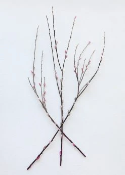 Afloral Preserved Pink Pussy Willow Branches - 20-28"