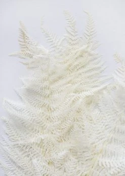 Afloral Dried Flowers Bundle Of 10 Bleached Preserved Ferns - 16-20"