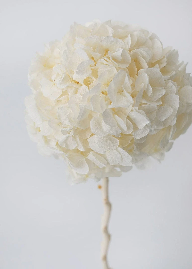 Afloral Large Petal Preserved Hydrangea In Cream - 22-24"