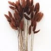 Afloral Dried Flowers Dried Bunny Tails In Walnut - 22-30"