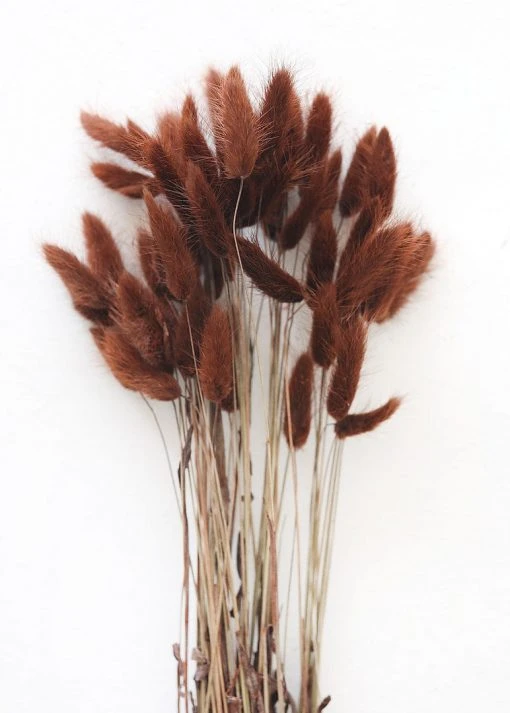 Afloral Dried Flowers Dried Bunny Tails In Walnut - 22-30"