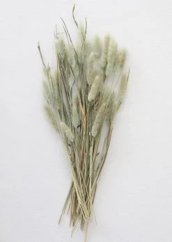 Afloral Natural Green Dried Bunny Tails - 6-16"