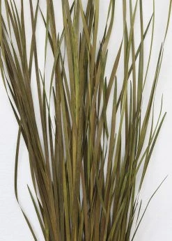 Afloral Preserved Green Wild Grass - 45-55