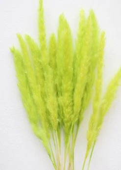 Afloral Chartreuse Dried Pampas Grass - 25-28"