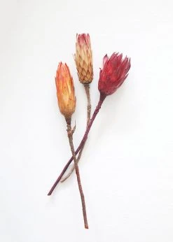 Afloral Bundle Of 3 Dried Protea Repens - 13-15"
