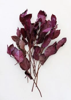 Afloral Dried Flowers Purple Preserved Salal Leaves - 12-20"