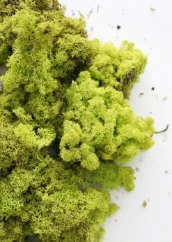 Afloral Bright Green Preserved Reindeer Moss - 1 Lb