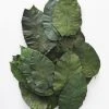 Afloral Box Of 50 Preserved Salal Leaves - 6-10" Dried Flowers