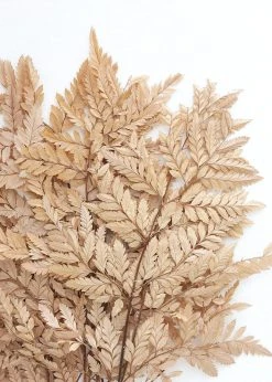 Afloral Bundle Of 10 Preserved Taupe Flat Ferns - 16-20