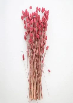 Afloral.com Dried Phalaris Grass In Berry - 20-28"