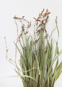 Afloral Dried Orchid Grass With Orange Buds - 22-28
