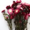 Afloral Dried Flowers Deep Pink Dried Everlasting Daisies - 15-22"