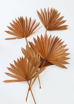 Afloral.com Bundle Of 5 Afloral Terracotta Sun Palms - 14-20" Dried Flowers