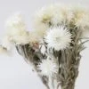 Afloral Natural White Dried Everlasting Daisies - 12-15" Dried Flowers