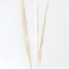Afloral Bundle Of 3 Natural Skinny Pampas Grass - 38-42" Dried Flowers