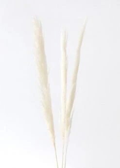 Afloral Bundle Of 3 Natural Skinny Pampas Grass - 38-42