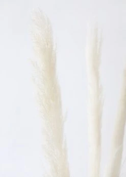Afloral Bundle Of 3 Natural Skinny Pampas Grass - 38-42