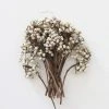 Afloral Dried Flowers White Natural Dried Tallow Berries - 6-8"