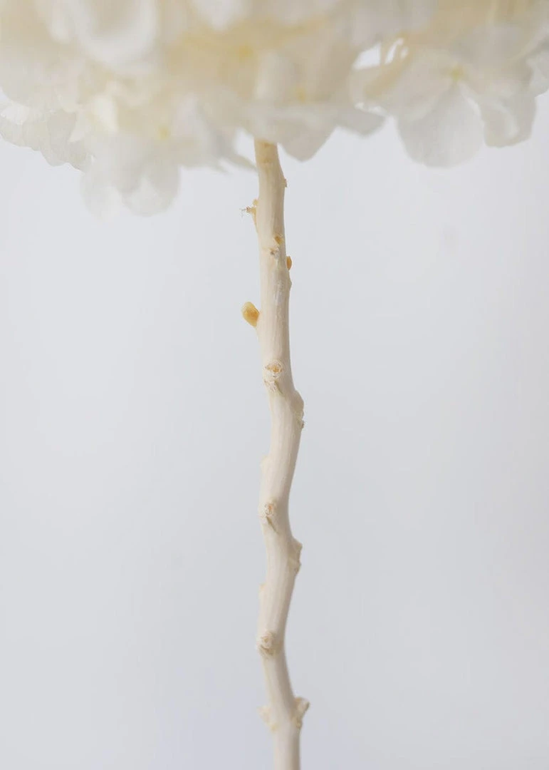 Afloral Large Petal Preserved Hydrangea In Cream - 22-24"