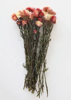 Afloral Dried Flowers Coral Dried Helichrysum Daisies - 15-22