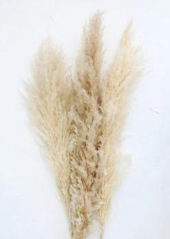 Afloral Bundle Of 3 Dried Natural Pampas Grass - 40-48