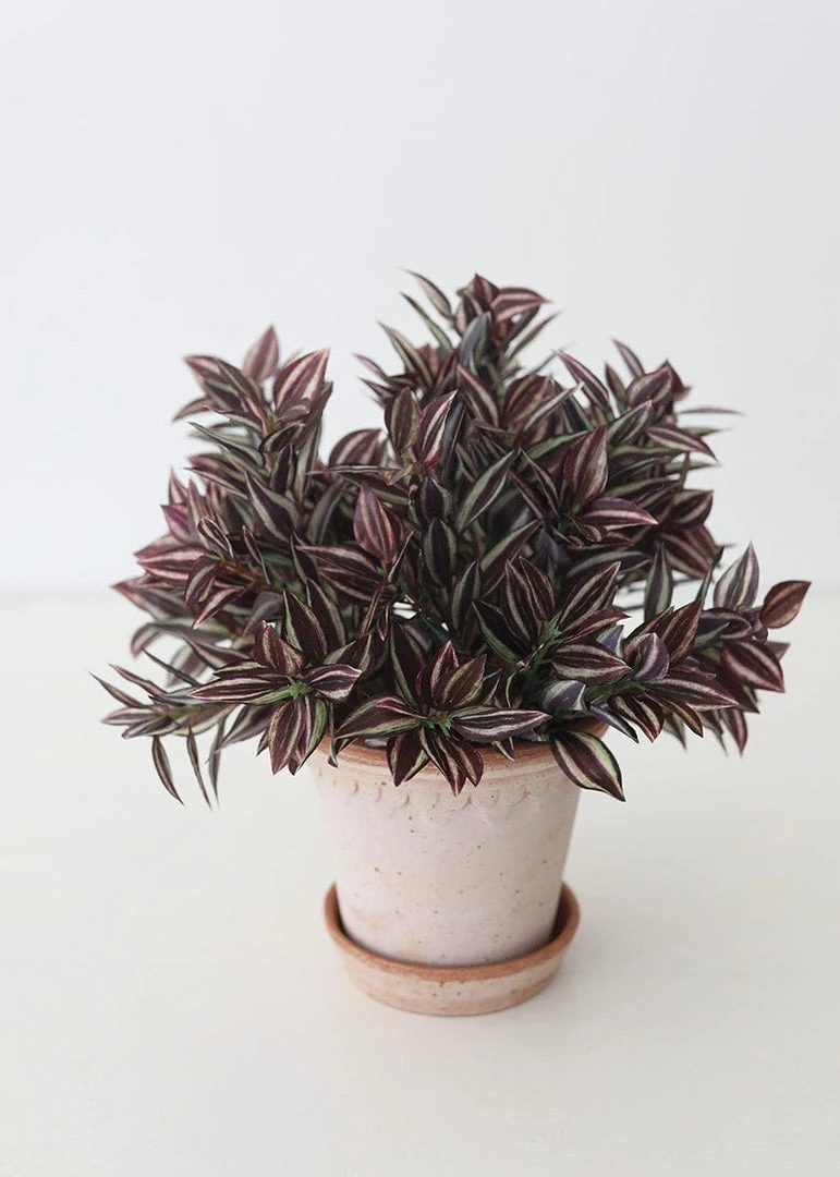 Afloral Mini Wandering Jew Pick - 11" Artificial Plants
