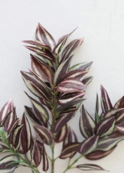 Afloral Mini Wandering Jew Pick - 11