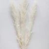 Afloral Bundle Of 3 Bleached Pampas Grass - 40-48"