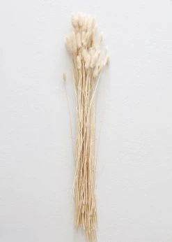 Afloral Natural Dried Bunny Tail - 18-28" Dried Flowers