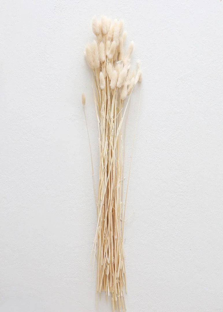 Afloral Natural Dried Bunny Tail - 18-28" Dried Flowers
