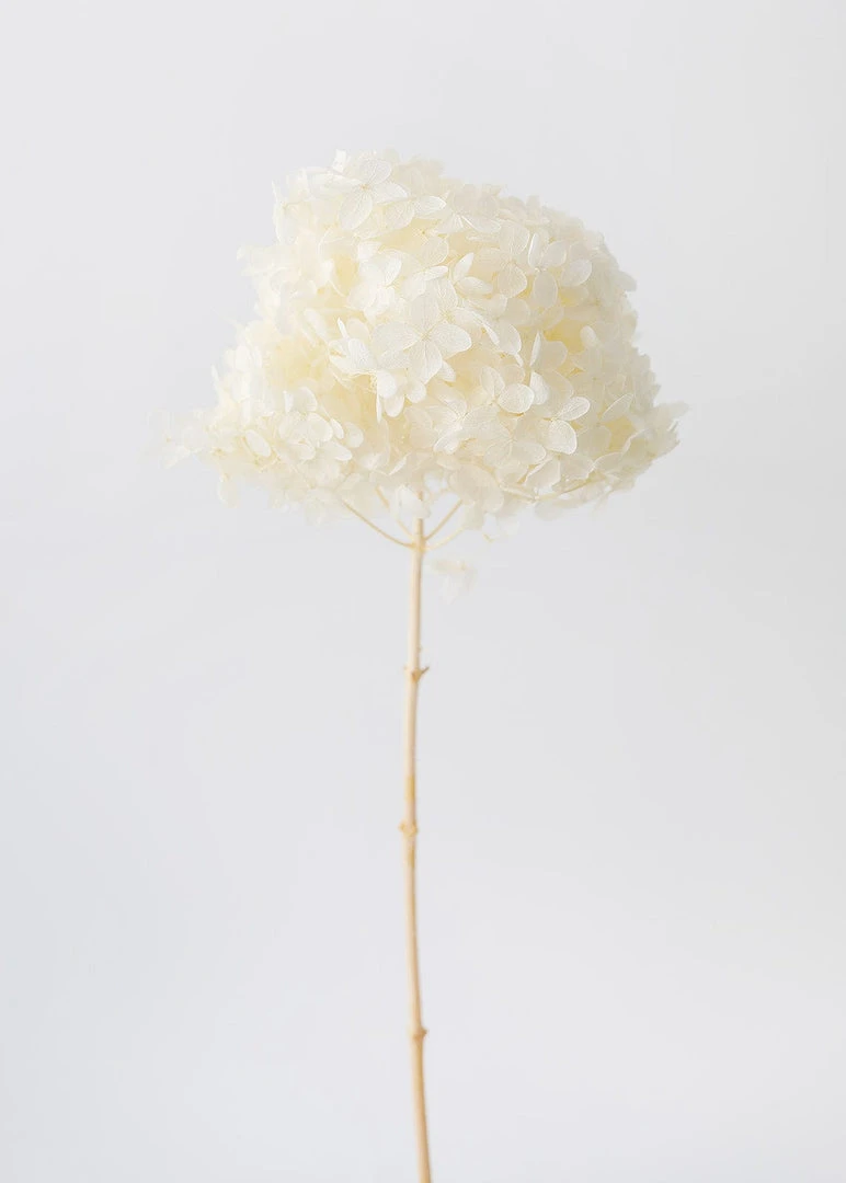 Afloral Dried Hydrangea In Cream - 22-24"