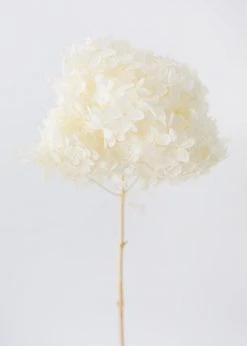 Afloral Dried Hydrangea In Cream - 22-24"