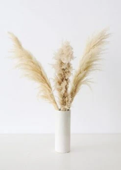 Afloral Bundle Of 3 Dried Natural Pampas Grass - 40-48"