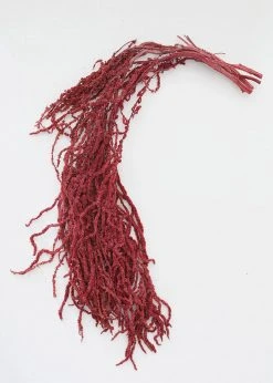 Afloral Burgundy Preserved Hanging Amaranthus - 32-40"