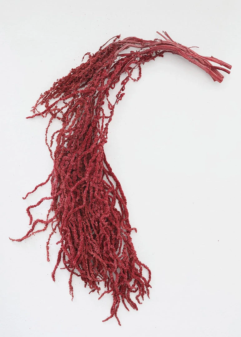 Afloral Burgundy Preserved Hanging Amaranthus - 32-40"