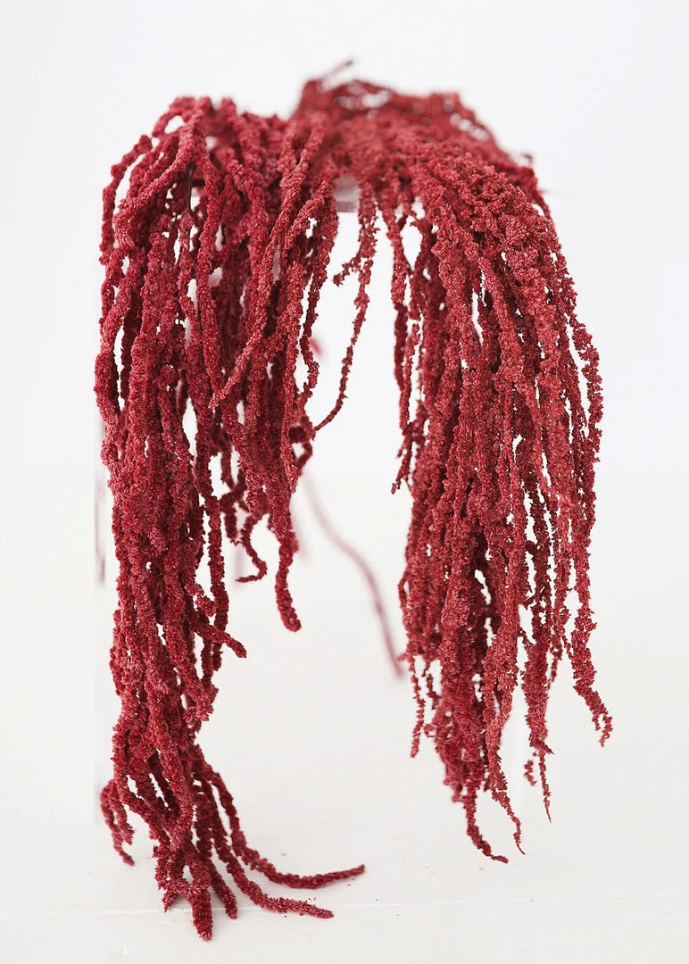 Afloral Burgundy Preserved Hanging Amaranthus - 32-40"