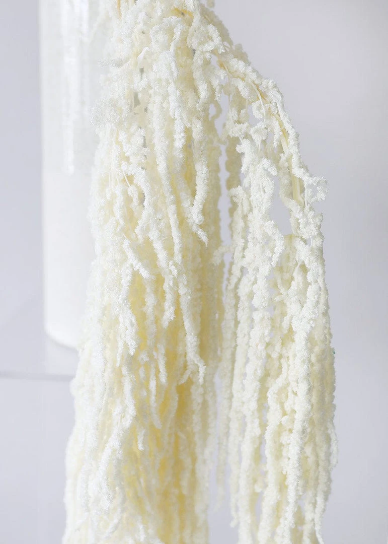 Afloral White Preserved Hanging Amaranthus - 32-40" Dried Flowers
