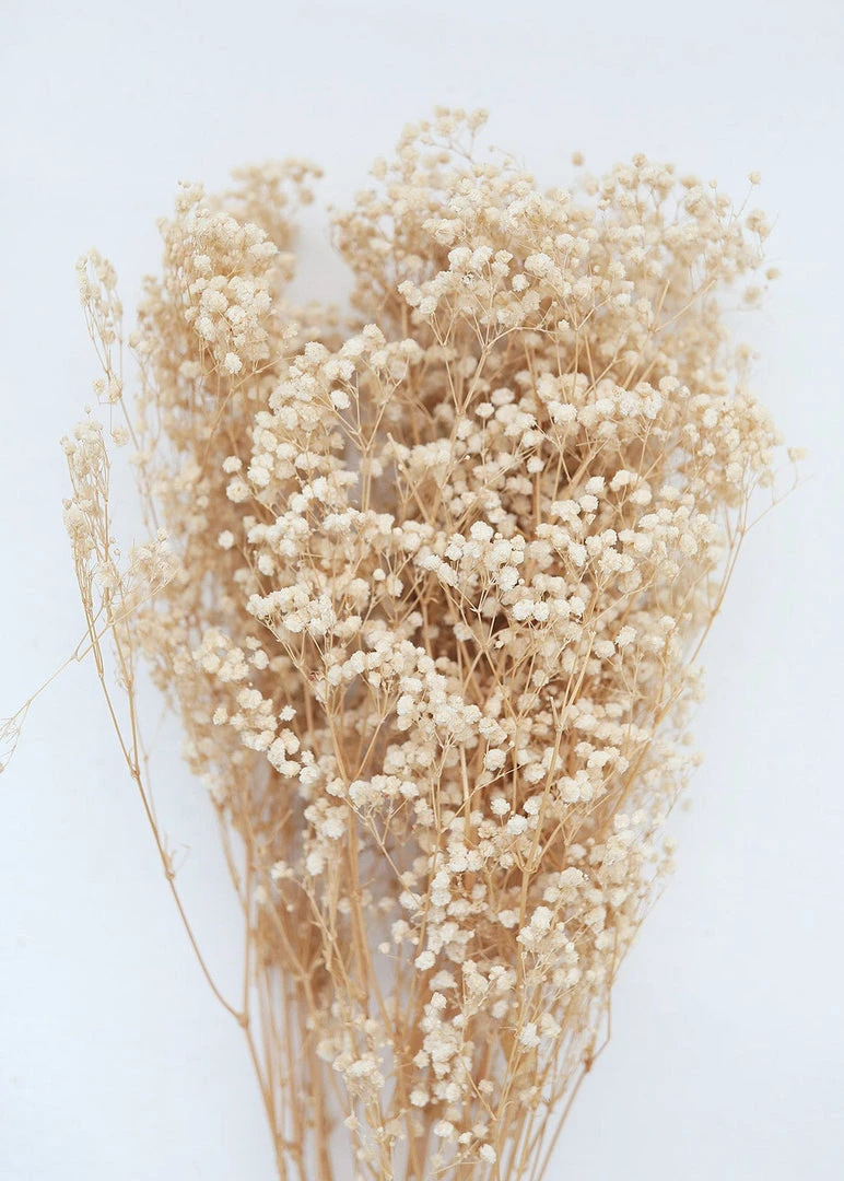 Afloral Dried Flowers Ivory Preserved Baby's Breath - 24-32"