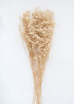 Afloral Dried Flowers Ivory Preserved Baby's Breath - 24-32"
