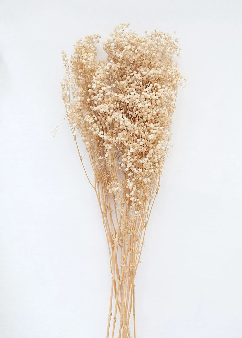 Afloral Dried Flowers Ivory Preserved Baby's Breath - 24-32"