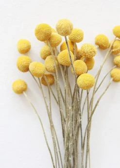 Afloral Bundle Of 25 Dried Craspedia Billy Buttons - 18-26"