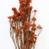 Afloral Dried Flowers Terracotta Preserved Rice Flower - 18-26"