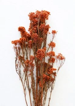 Afloral Dried Flowers Terracotta Preserved Rice Flower - 18-26
