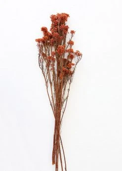 Afloral Dried Flowers Terracotta Preserved Rice Flower - 18-26