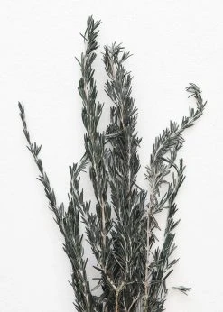 Afloral Dried Flowers Preserved Rosemary Greenery - 18-28"